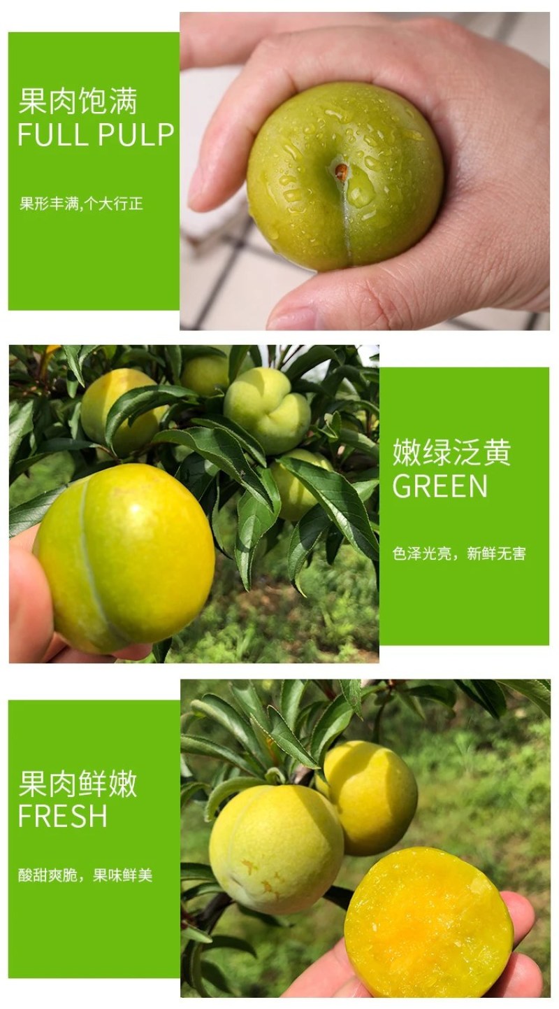 蜂糖李子苗，苗木基地直销，品种纯正，正宗蜂糖李子苗。