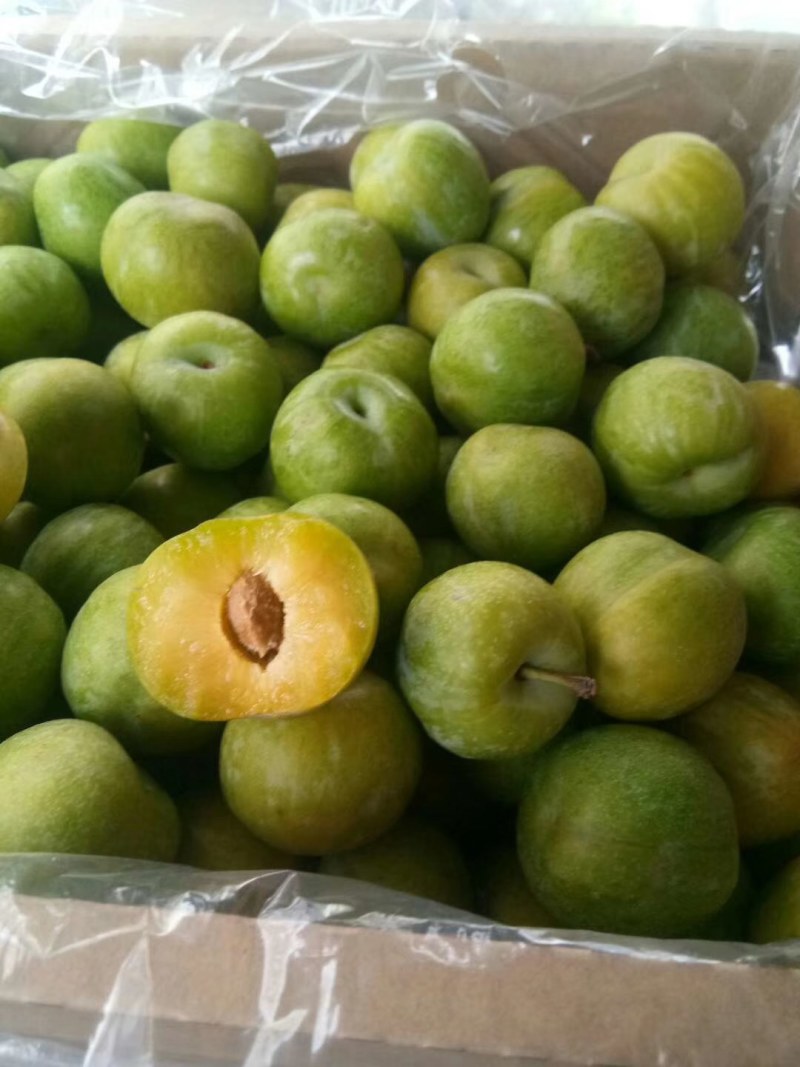 青脆李子苗，基地直销，品种纯正，提供两证一签，发票
