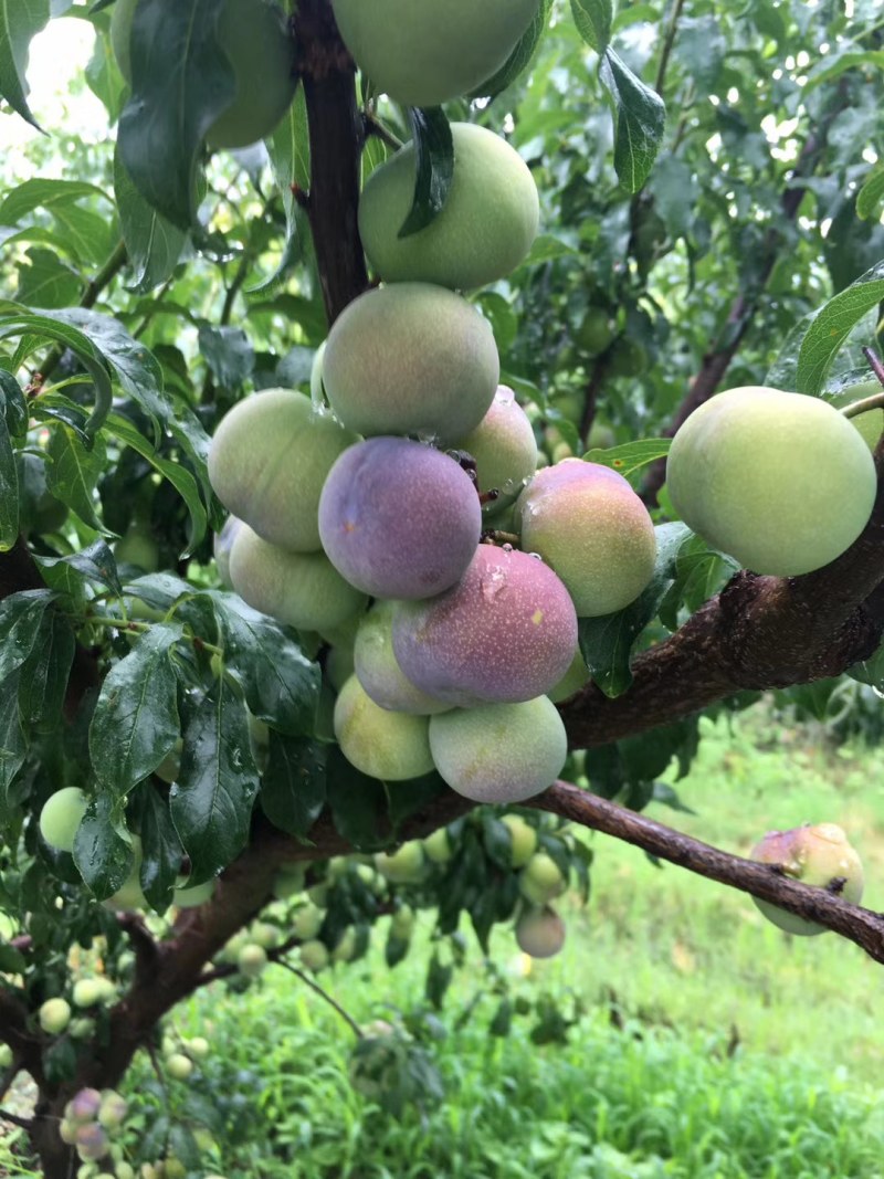 优质半边红李子苗，挂果树，三公分起苗，带土球起苗