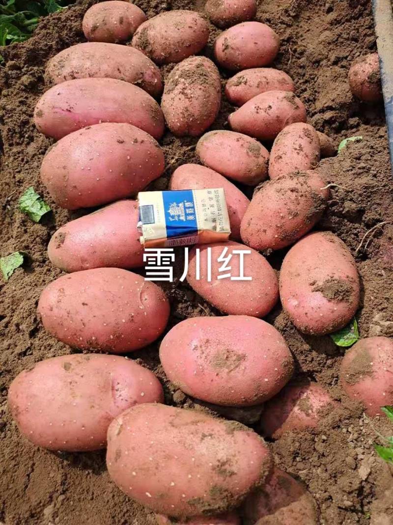 红皮黄心雪川红，精品好土豆
