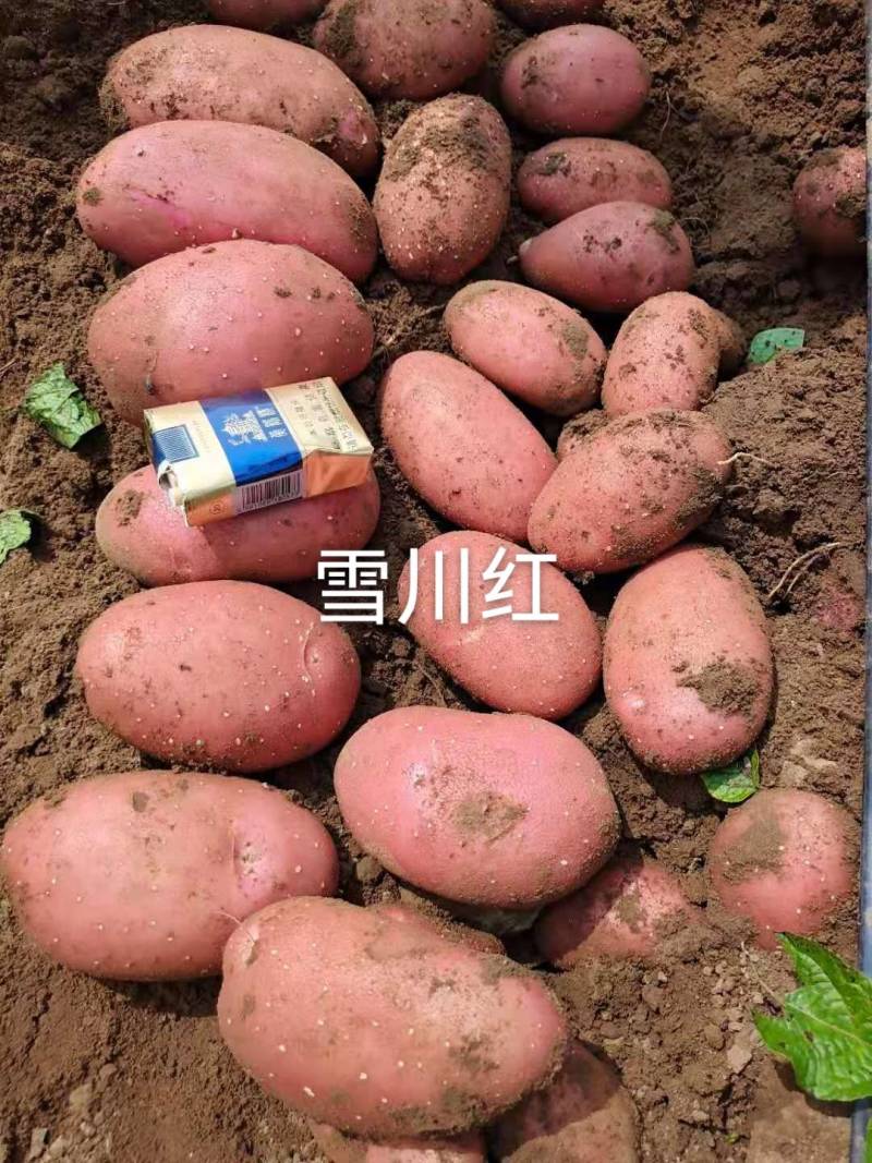 红皮黄心雪川红，精品好土豆