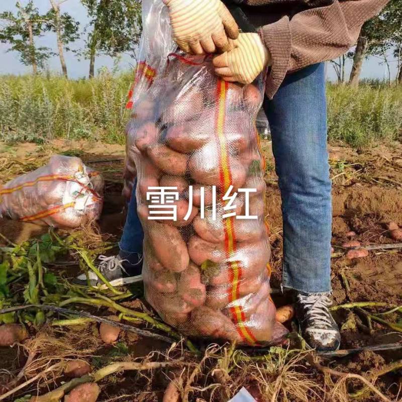 红皮黄心雪川红，精品好土豆
