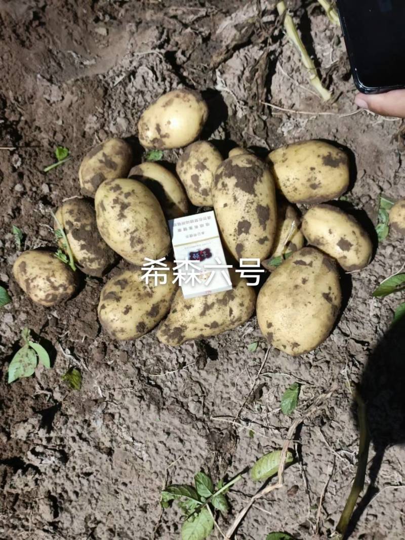 白皮黄心土豆希森六号，口感不错