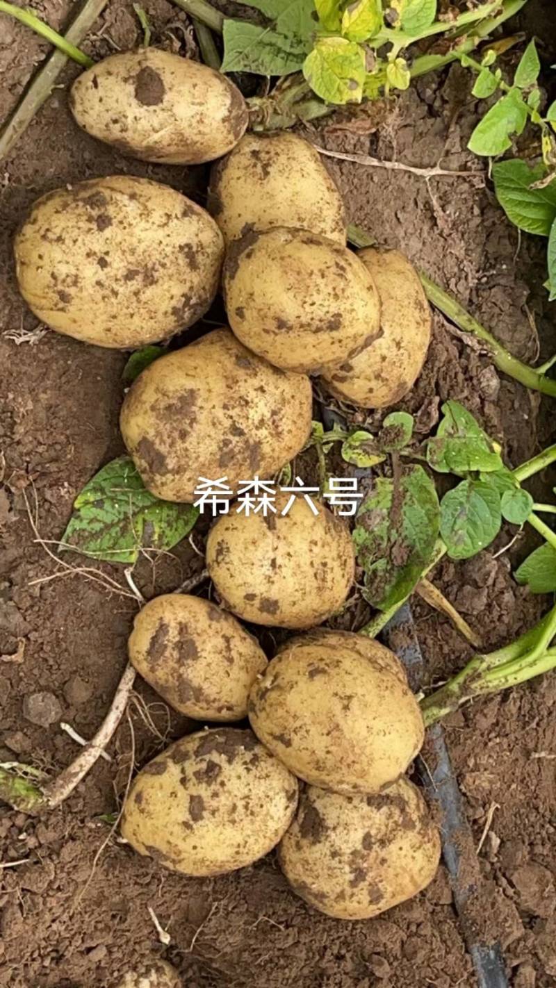 白皮黄心土豆希森六号，口感不错