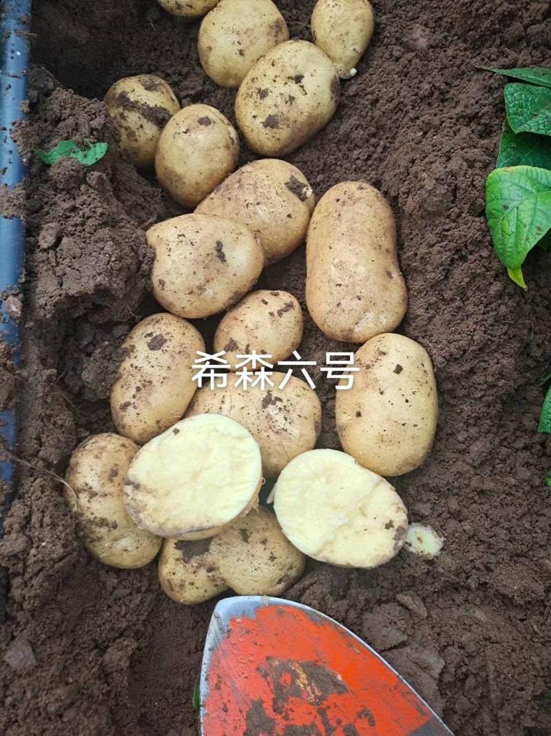 白皮黄心土豆希森六号，口感不错