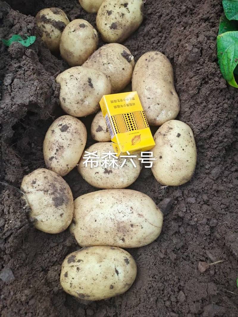 白皮黄心土豆希森六号，口感不错