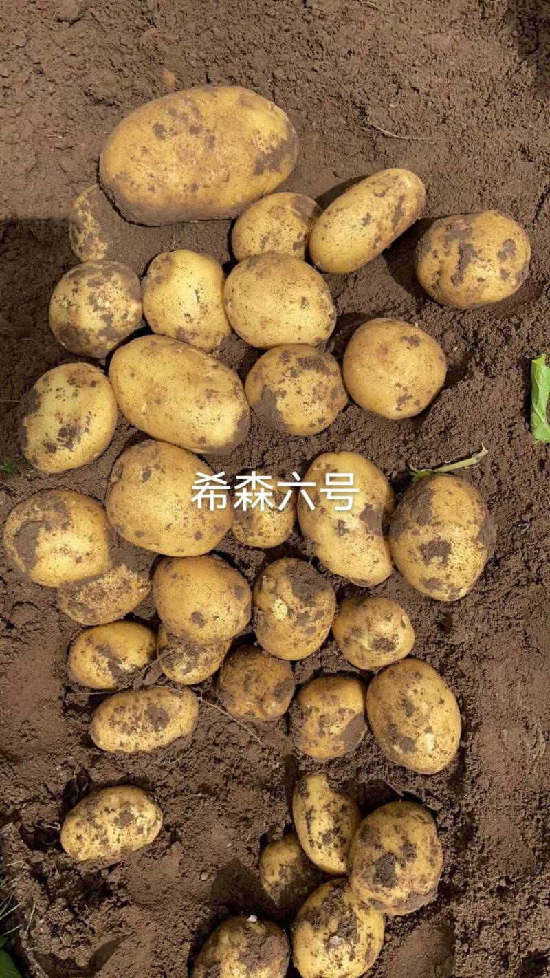 白皮黄心土豆希森六号，口感不错