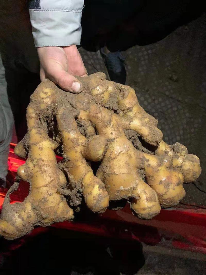【推荐】优质窖藏生姜批发山东产地供应提供清洗加工包装