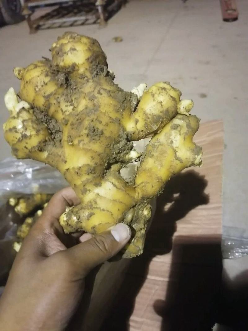【推荐】优质窖藏生姜批发山东产地供应提供清洗加工包装