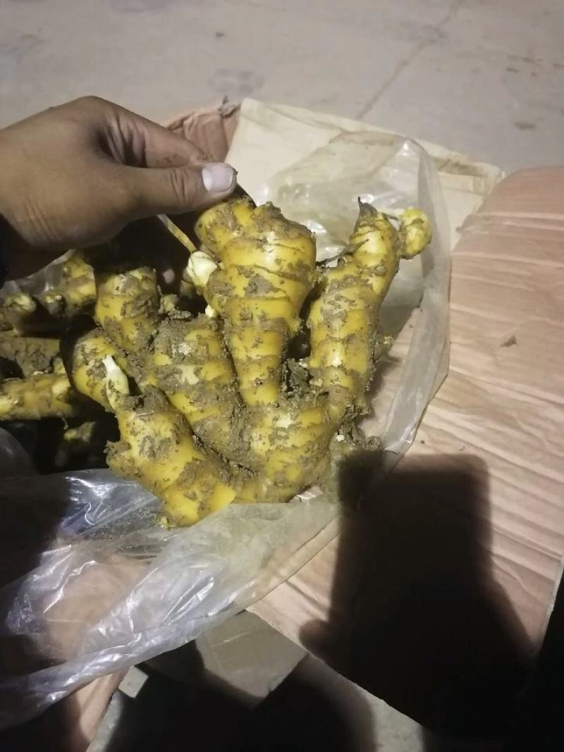 【推荐】优质窖藏生姜批发山东产地供应提供清洗加工包装