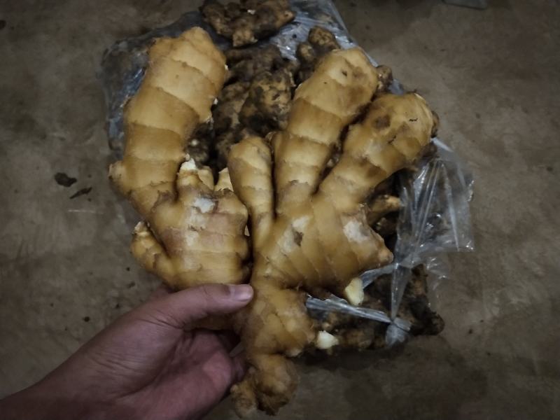 【推荐】优质窖藏生姜批发山东产地供应提供清洗加工包装