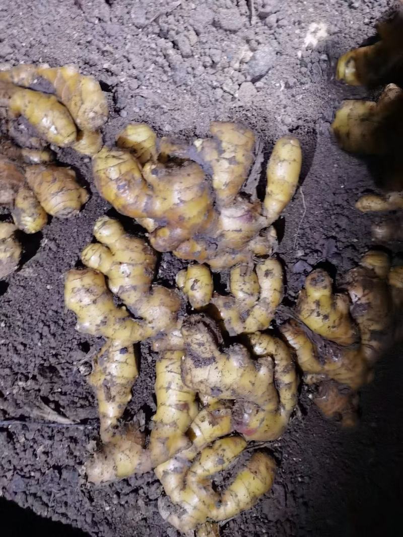 【推荐】优质窖藏生姜批发山东产地供应提供清洗加工包装