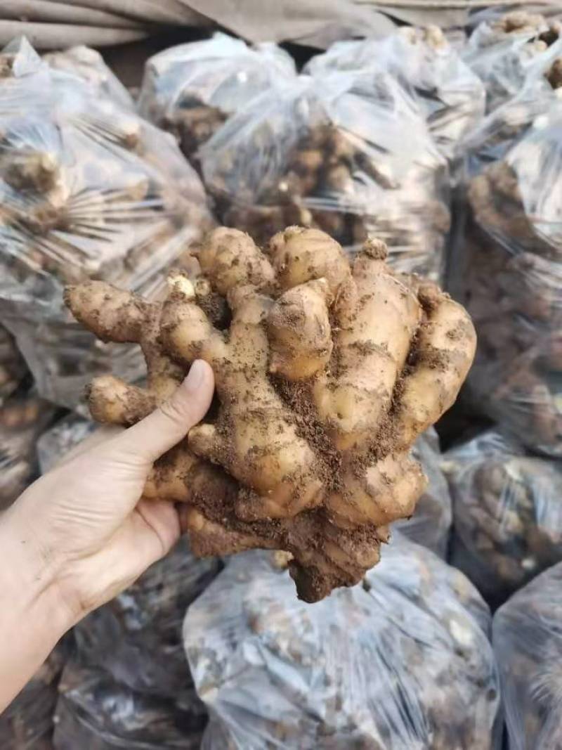 【推荐】优质窖藏生姜批发山东产地供应提供清洗加工包装