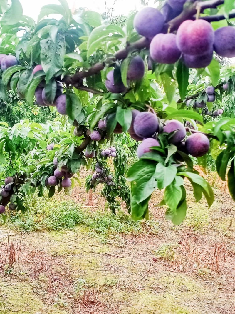 五月脆李子苗，风凰李子苗，早熟李子苗，提供该品种