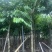 大叶紫薇大花紫薇10公分-15公分欢迎前来咨询