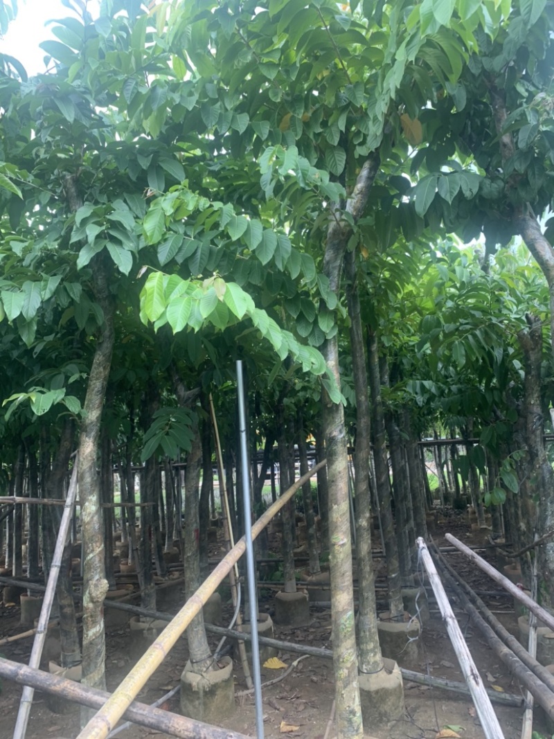 大叶紫薇大花紫薇10公分-15公分欢迎前来咨询