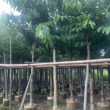 大叶紫薇大花紫薇10公分-15公分欢迎前来咨询