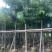 大叶紫薇大花紫薇10公分-15公分欢迎前来咨询