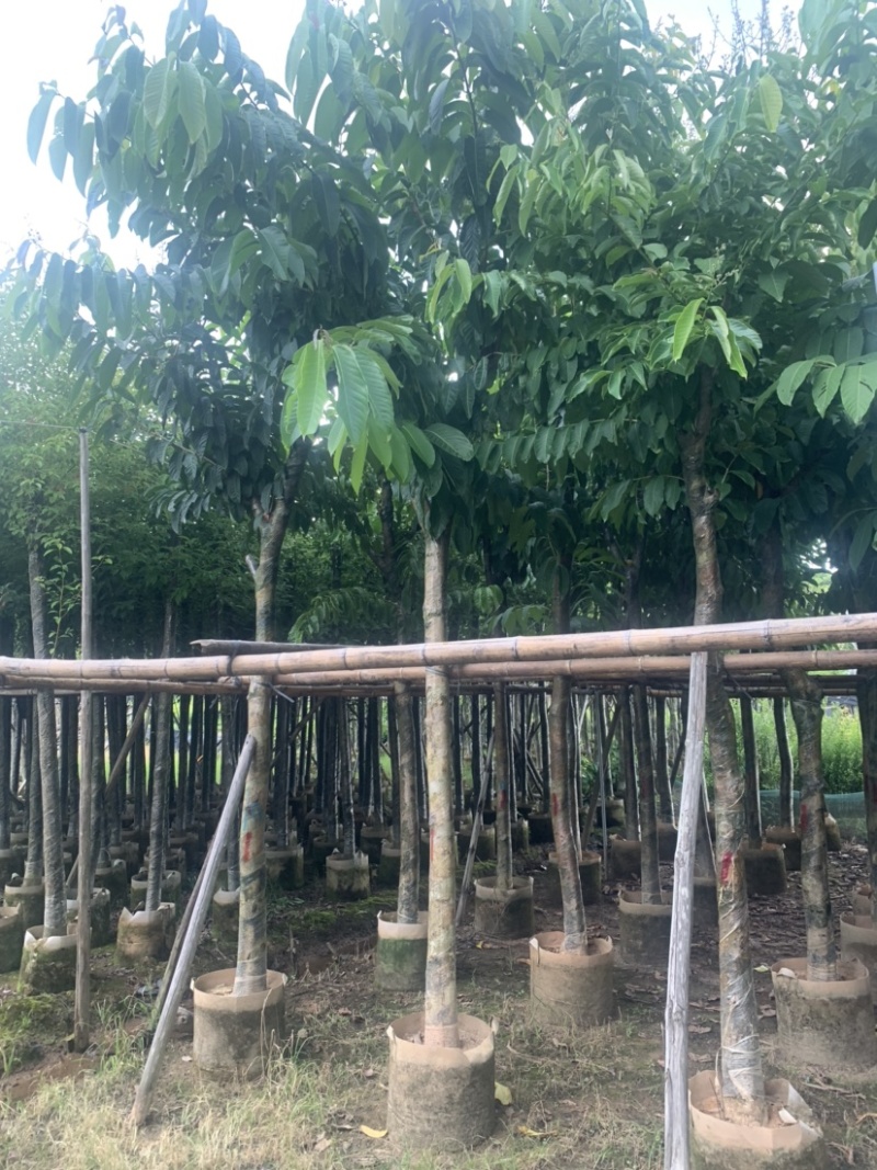 大叶紫薇大花紫薇10公分-15公分欢迎前来咨询