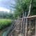 大叶紫薇大花紫薇10公分-15公分欢迎前来咨询
