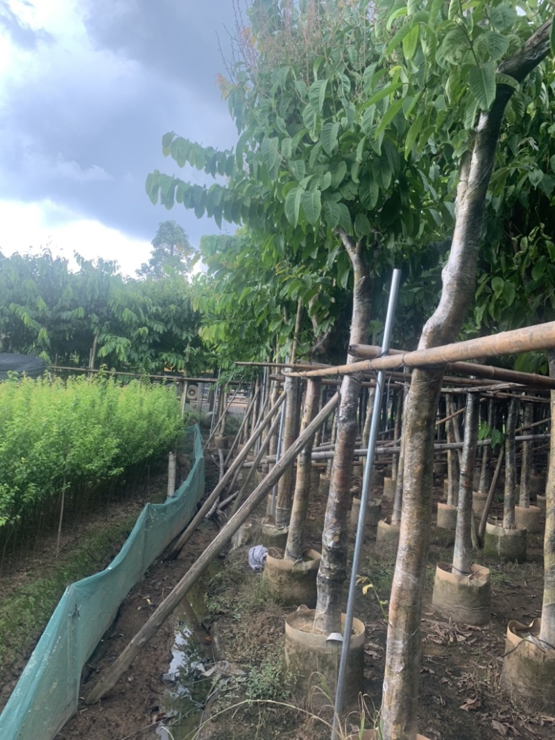 大叶紫薇大花紫薇10公分-15公分欢迎前来咨询