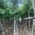 大叶紫薇大花紫薇10公分-15公分欢迎前来咨询