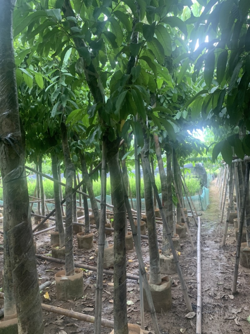 大叶紫薇大花紫薇10公分-15公分欢迎前来咨询