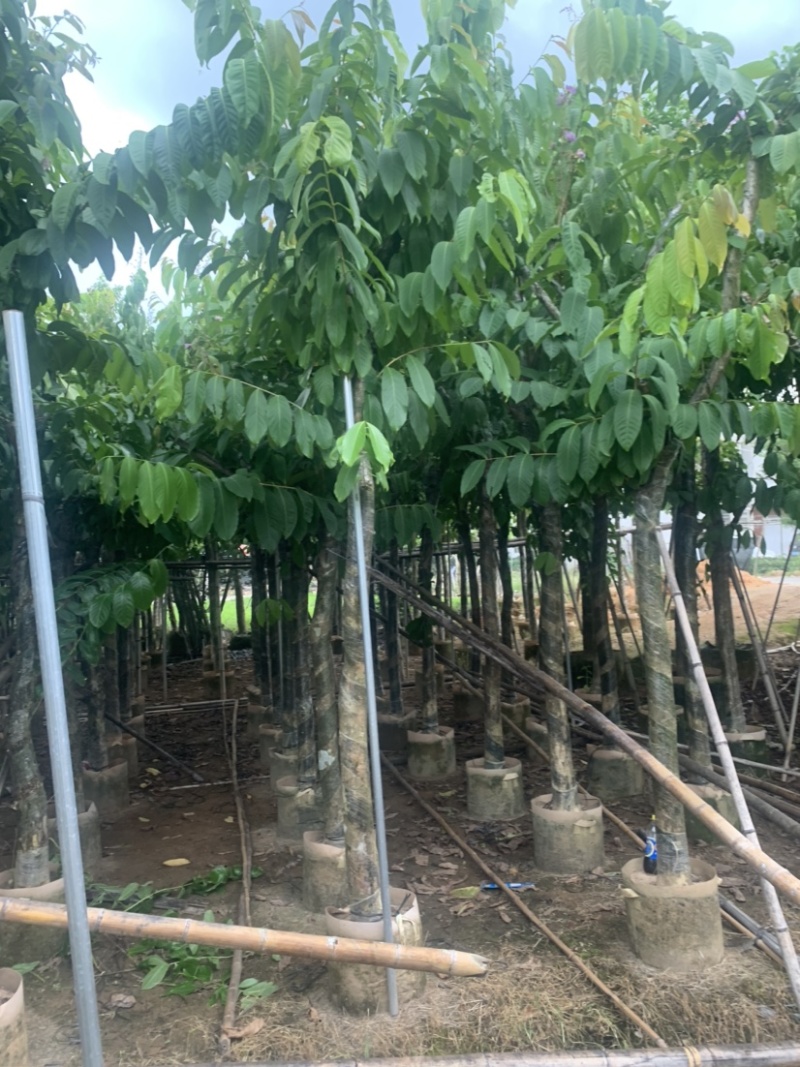 大叶紫薇大花紫薇10公分-15公分欢迎前来咨询