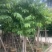 大叶紫薇大花紫薇10公分-15公分欢迎前来咨询