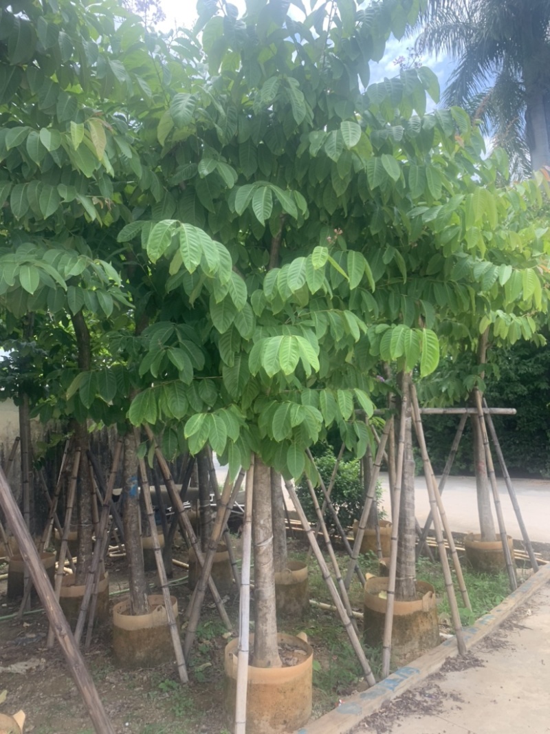 大叶紫薇大花紫薇10公分-15公分欢迎前来咨询
