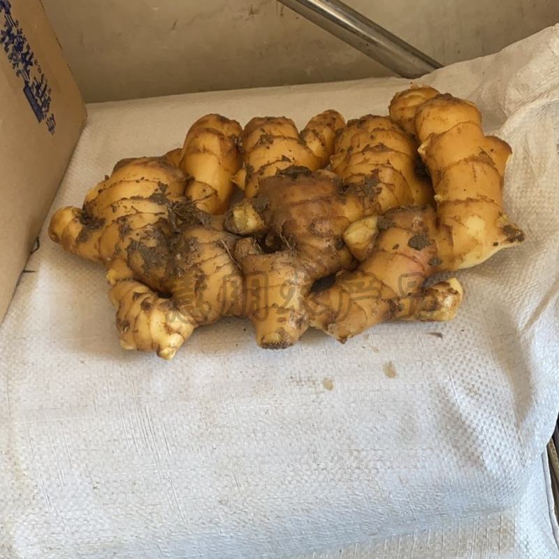 【优选】精品生姜批发窖藏大黄姜可加工风干姜产地供应