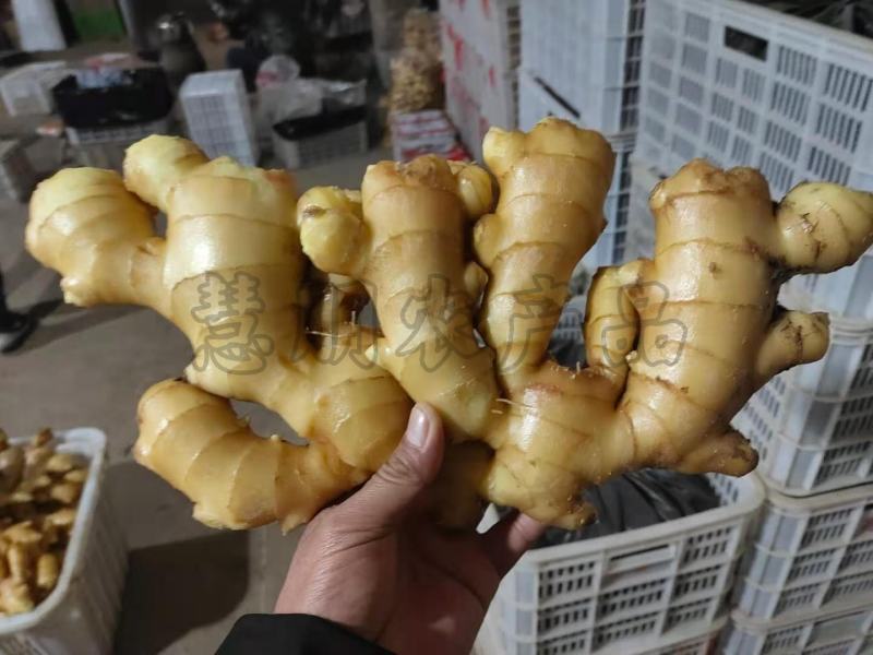 【优选】精品生姜批发窖藏大黄姜可加工风干姜产地供应