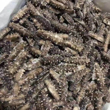 即食海参