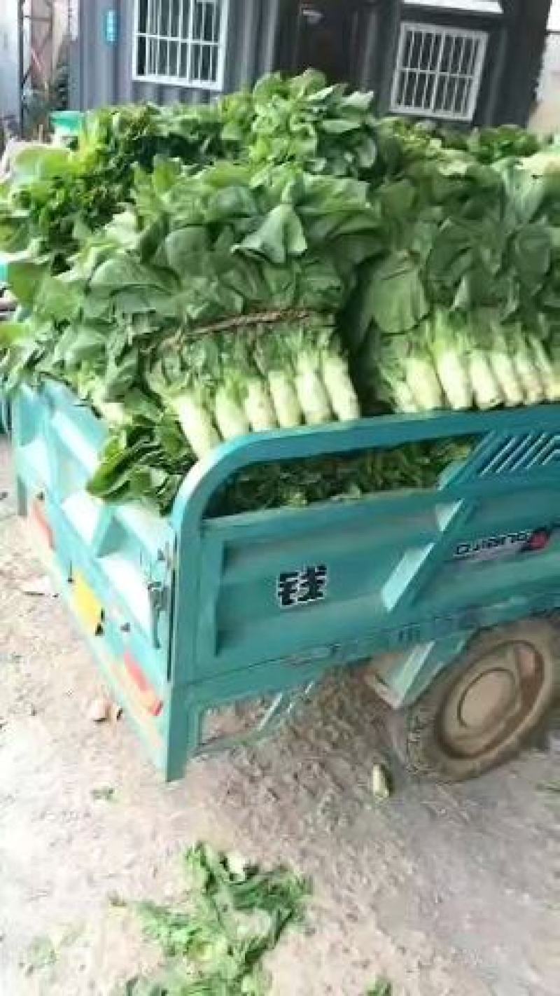 【推荐】精品三青莴笋，青皮青肉青瓤，无起苔开空心，无裂痕