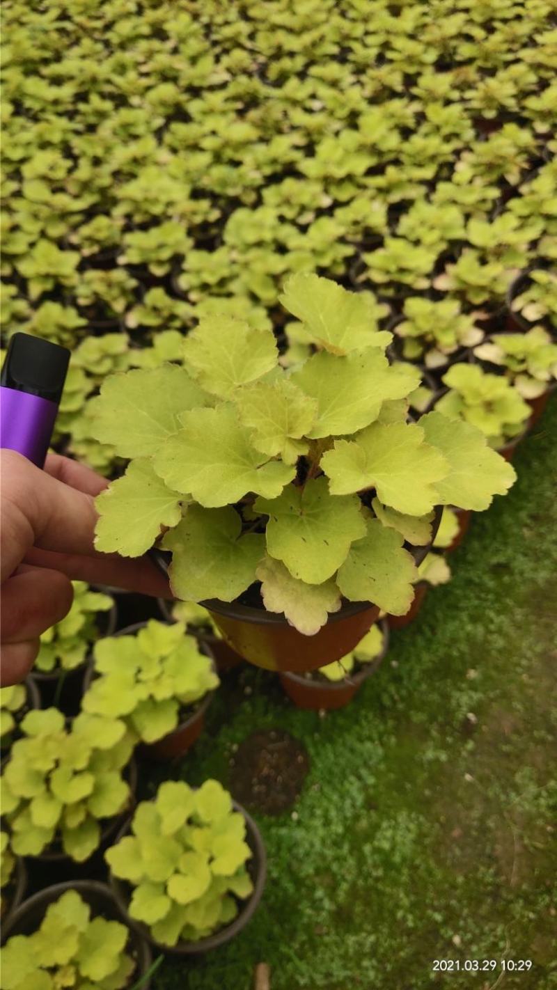 矾根，混色。现货为准，110盆。常年有货。