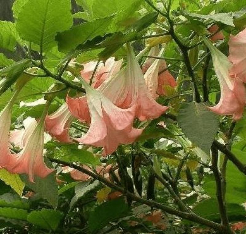 曼陀罗种子新采中草药种子药材种子新采种子药材种子曼陀罗种