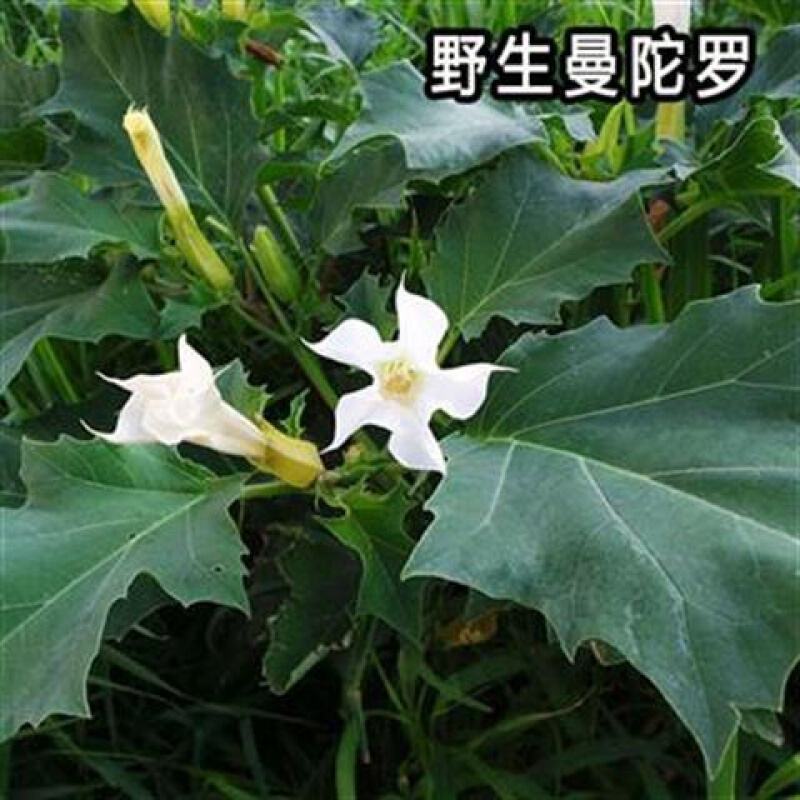 曼陀罗种子新采中草药种子药材种子新采种子药材种子曼陀罗种