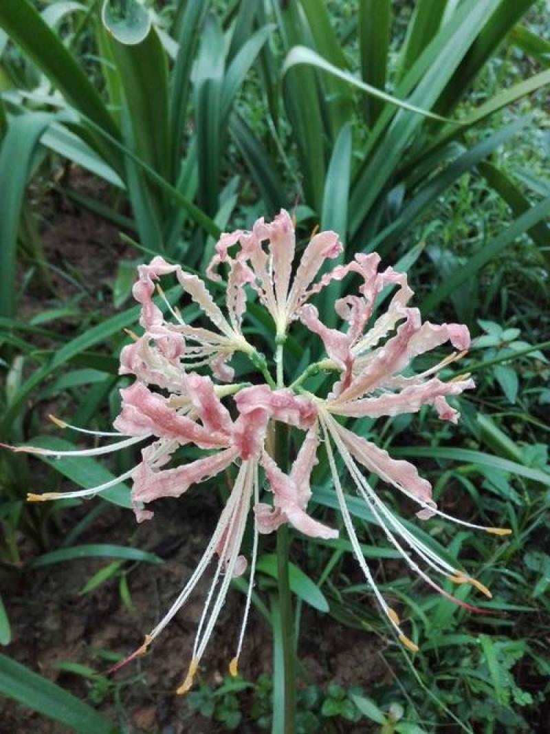 彼岸花种球曼珠沙华盆栽多年生石蒜种球四季种植花卉盆栽开花
