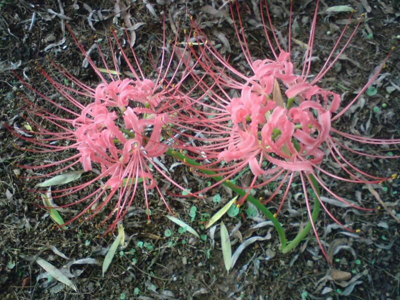 彼岸花种球曼珠沙华盆栽多年生石蒜种球四季种植花卉盆栽开花