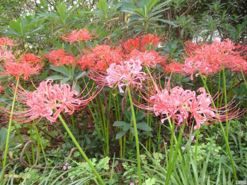 彼岸花种球曼珠沙华盆栽多年生石蒜种球四季种植花卉盆栽开花
