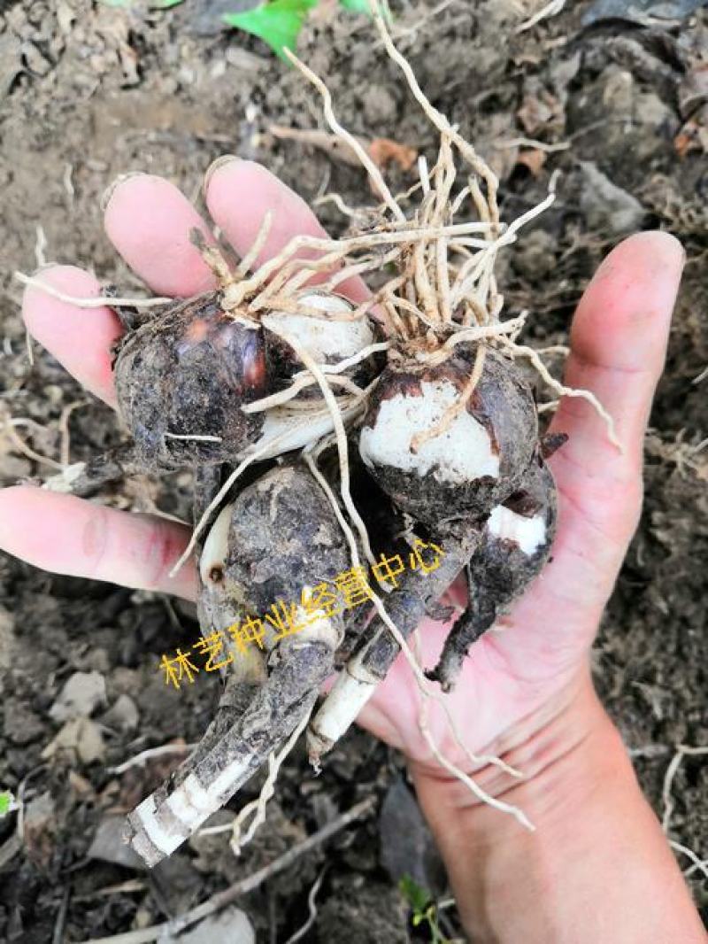 彼岸花种球曼珠沙华盆栽多年生石蒜种球四季种植花卉盆栽开花