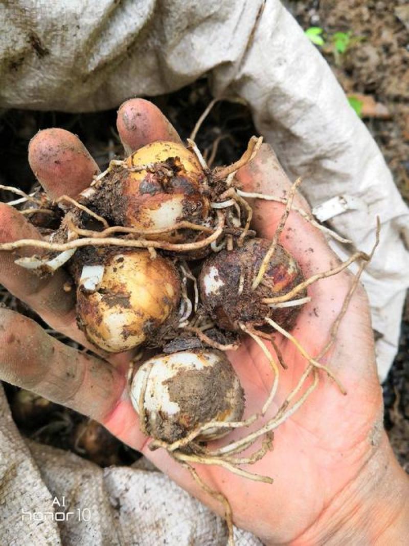 彼岸花种球曼珠沙华盆栽多年生石蒜种球四季种植花卉盆栽开花