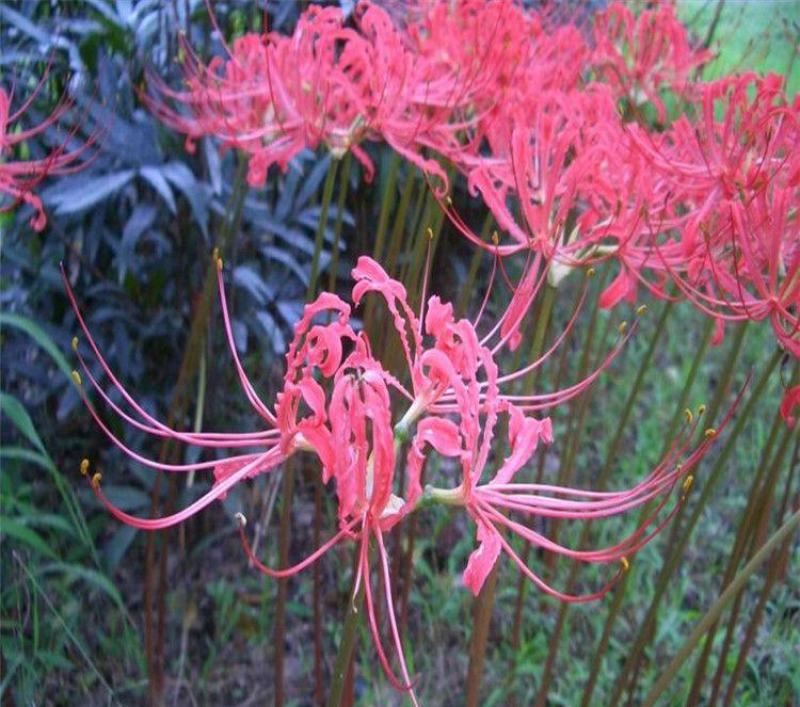 彼岸花种球曼珠沙华盆栽多年生石蒜种球四季种植花卉盆栽开花