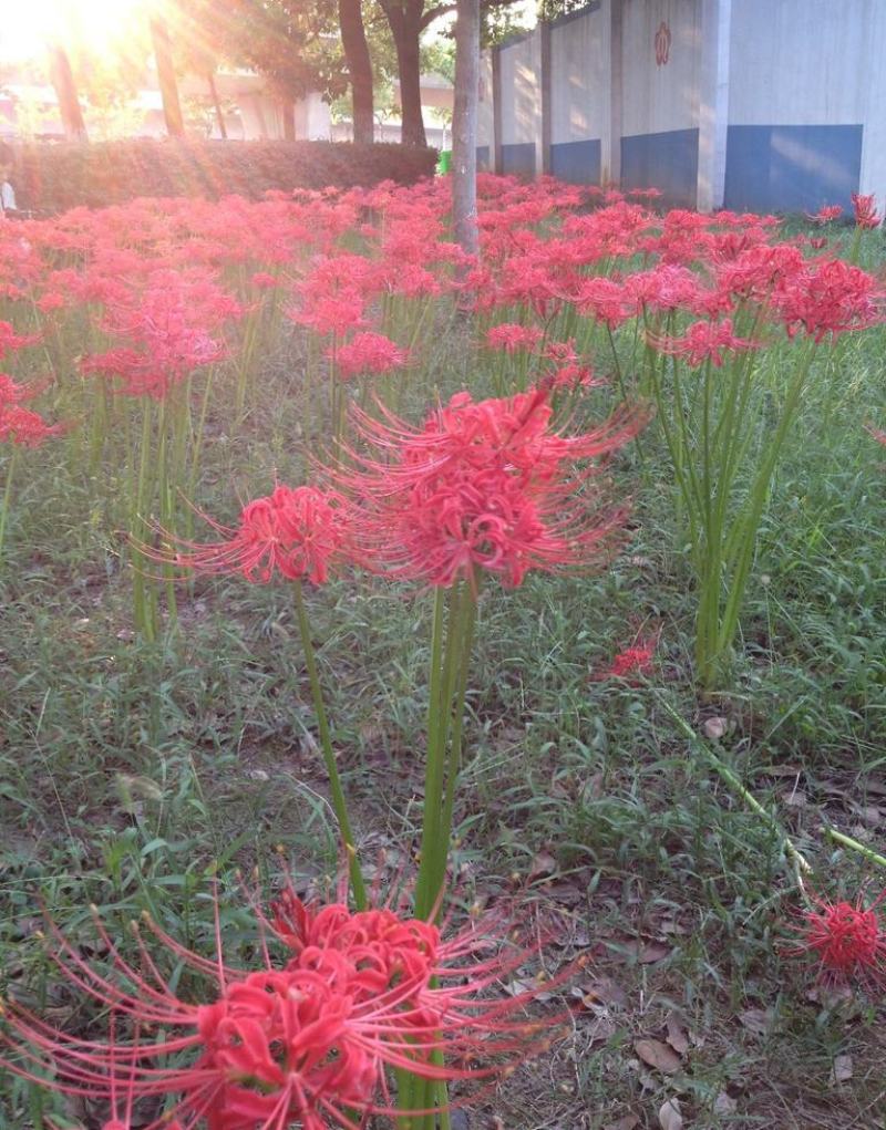 彼岸花种球曼珠沙华盆栽多年生石蒜种球四季种植花卉盆栽开花