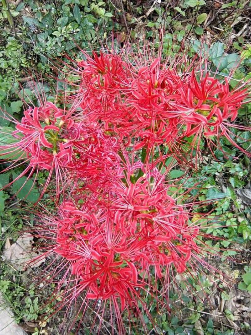 彼岸花种球曼珠沙华盆栽多年生石蒜种球四季种植花卉盆栽开花