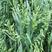 燕麦种子燕麦牧草种子饲料春秋季种植草籽产量高