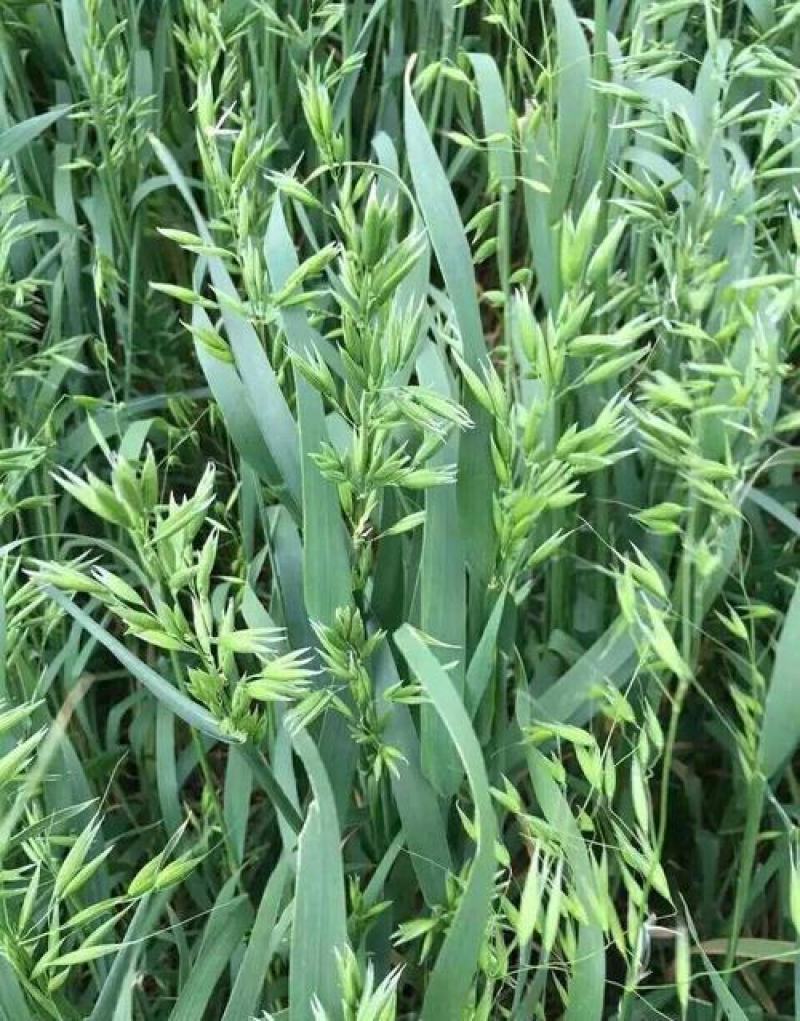 燕麦种子燕麦牧草种子饲料春秋季种植草籽产量高