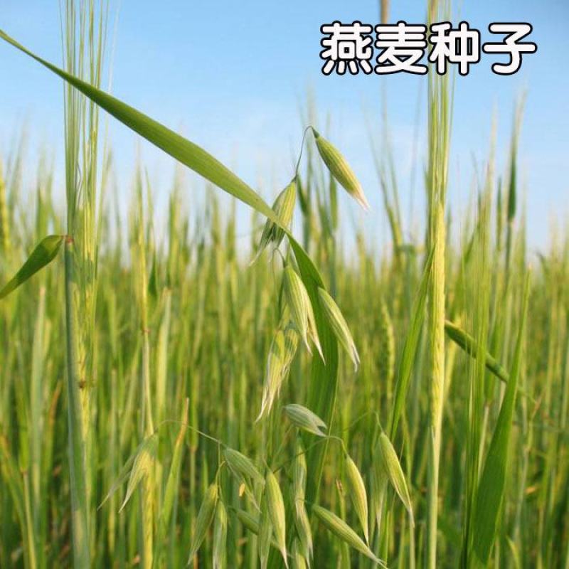 燕麦种子燕麦牧草种子饲料春秋季种植草籽产量高