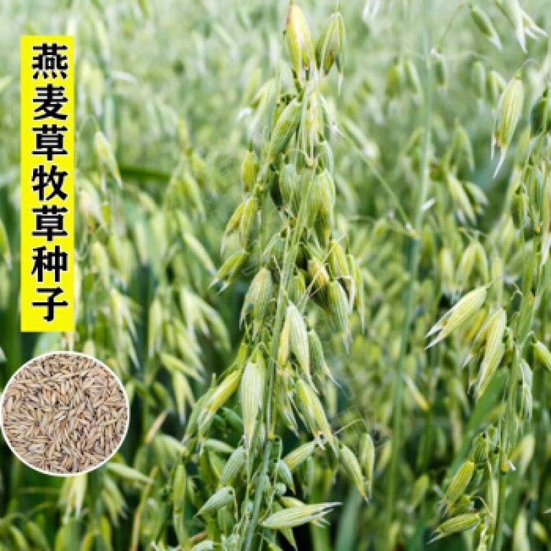 燕麦种子燕麦牧草种子饲料春秋季种植草籽产量高