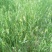 燕麦种子燕麦牧草种子饲料春秋季种植草籽产量高